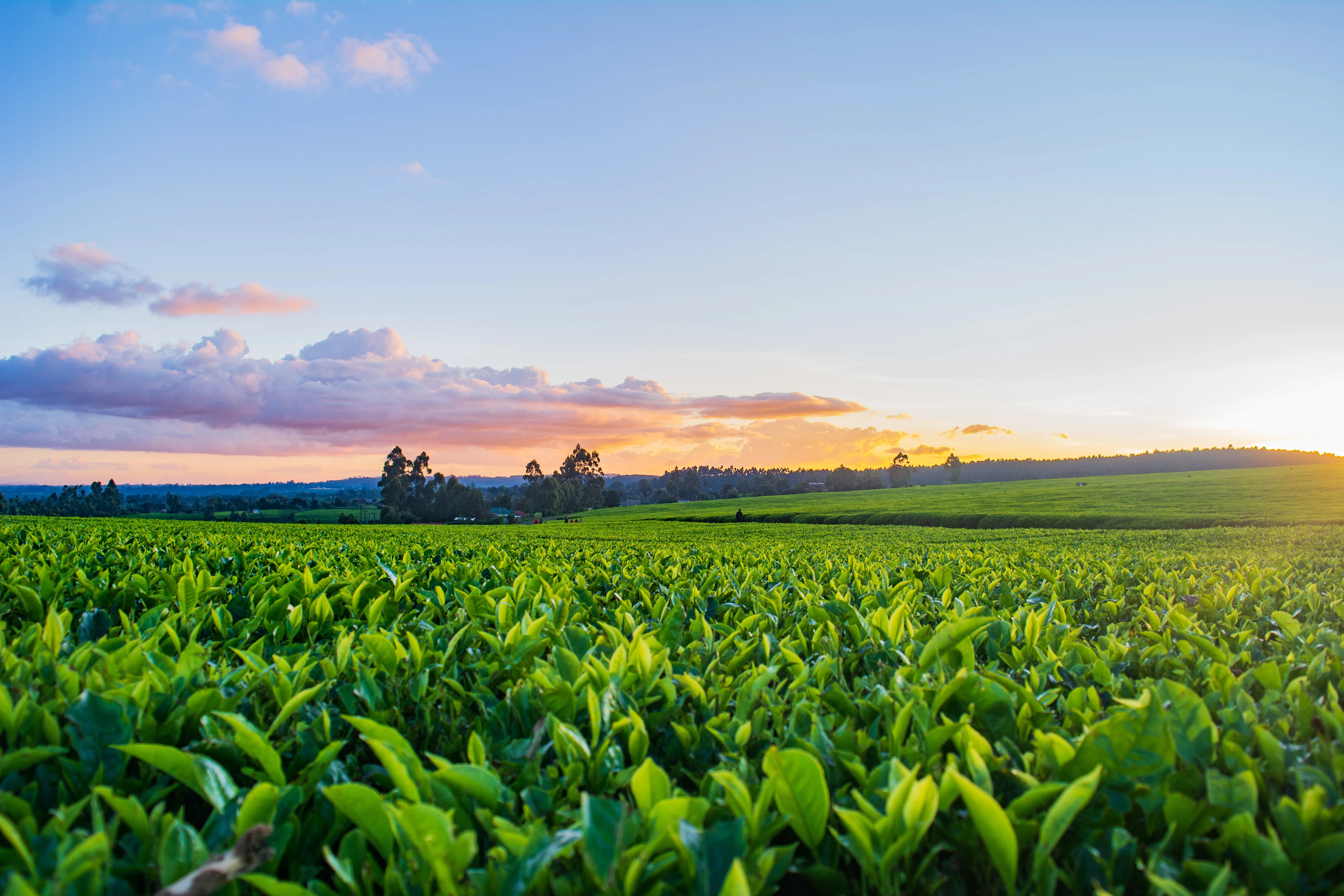 What role does technology play in the future of agriculture?